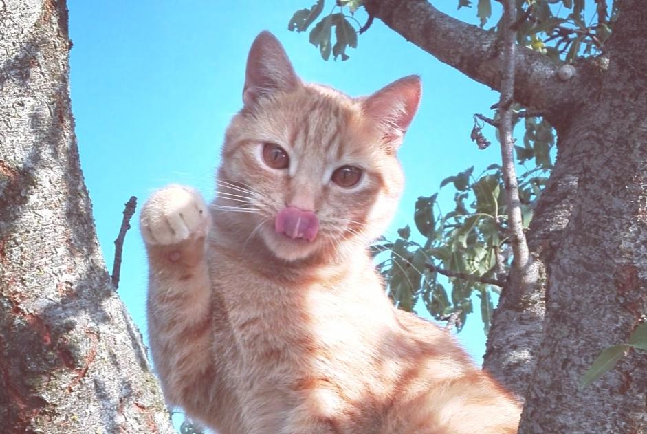 Vermisstmeldung Katze  Männliche , 4 jahre Millau Frankreich