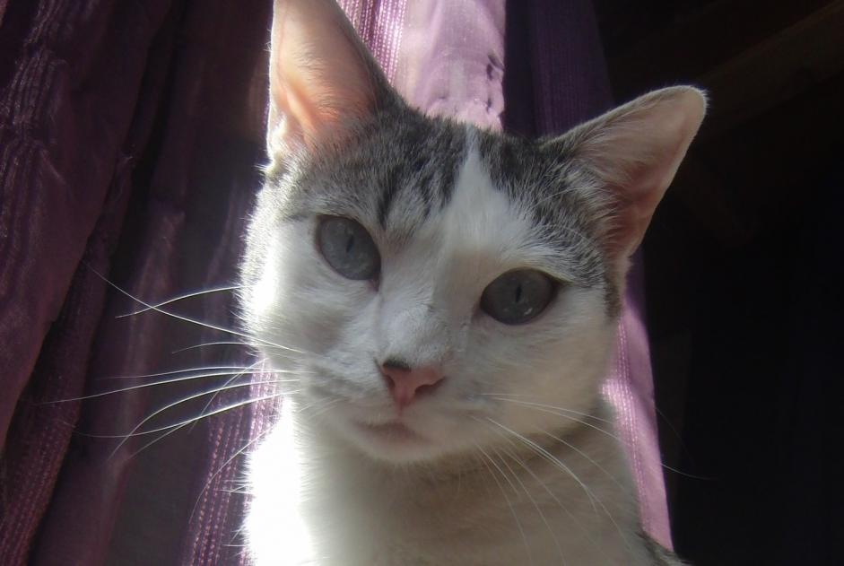 Vermisstmeldung Katze rassenmischung  Weiblich , 3 jahre Villefranche-de-Rouergue Frankreich
