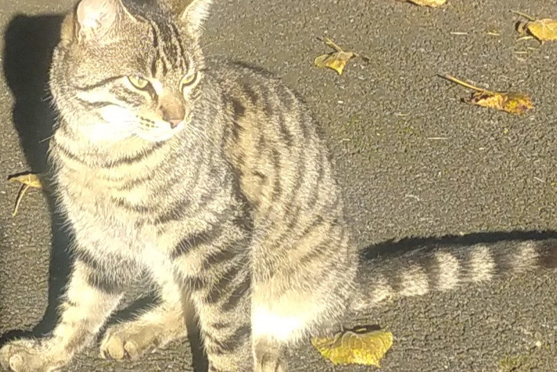 Fundmeldung Katze Männliche Villefranche-de-Rouergue Frankreich