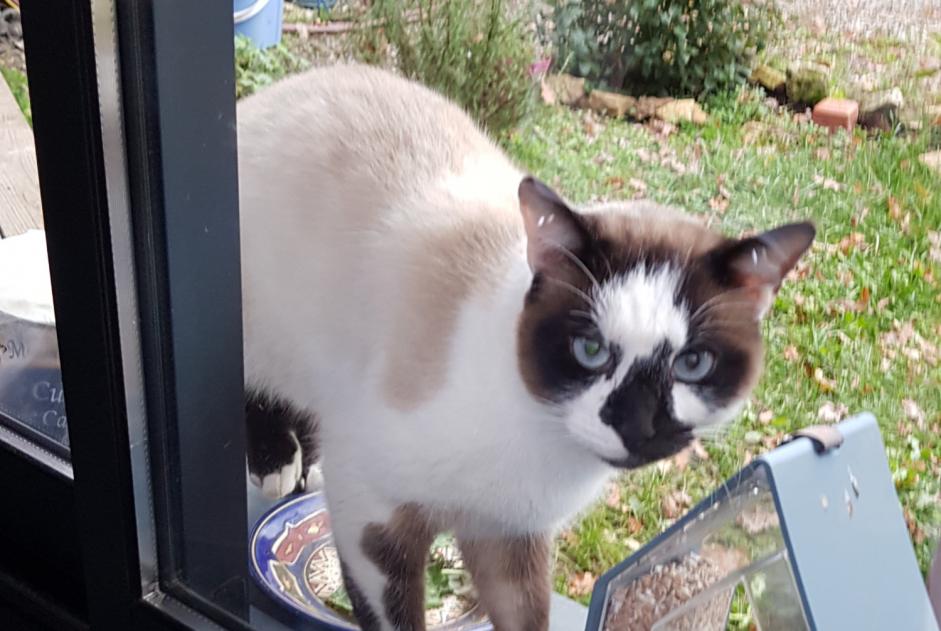 Fundmeldung Katze rassenmischung  Unbekannt Salles-la-Source Frankreich