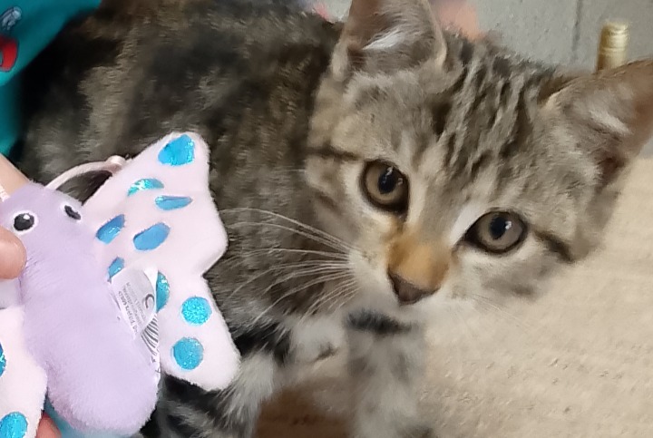 Vermisstmeldung Katze Weiblich , 0 jahre Toulonjac Frankreich