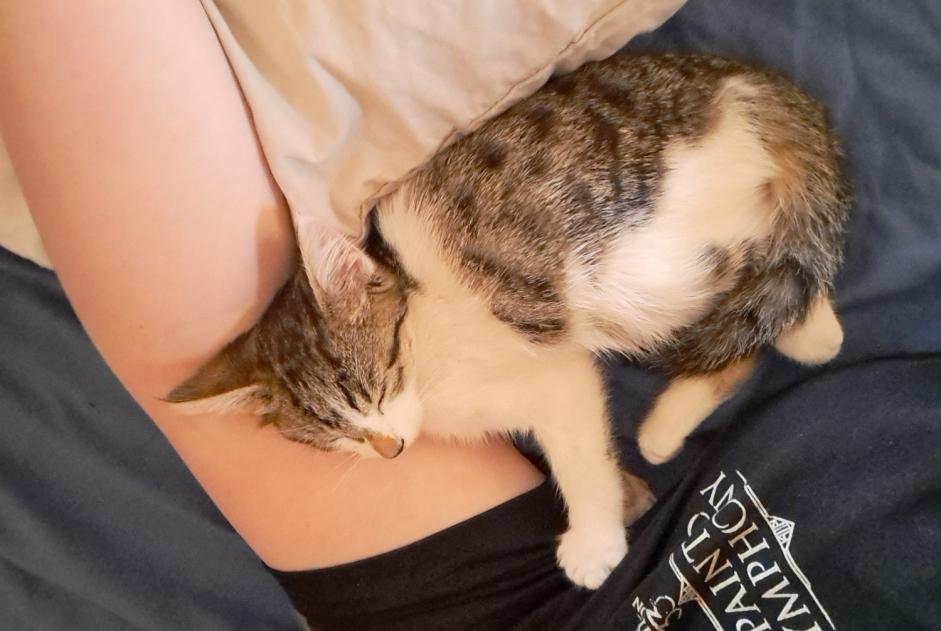 Fundmeldung Katze Unbekannt Saint-Christophe-Vallon Frankreich Fundmeldung Katze Unbekannt Saint-Christophe-Vallon Frankreich