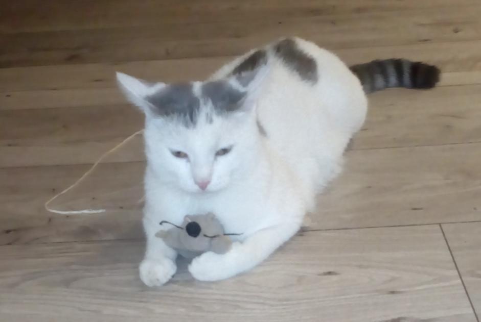 Disappearance alert Cat Male , 2 years Sébazac-Concourès France Disappearance alert Cat Male , 2 years Sébazac-Concourès France