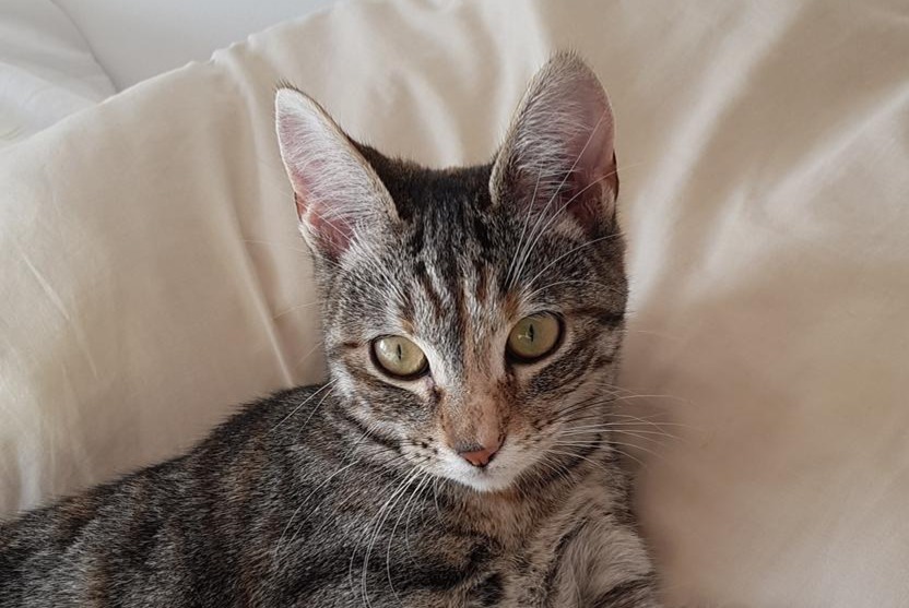 Disappearance alert Cat  Female , 1 years Onet-le-Château France