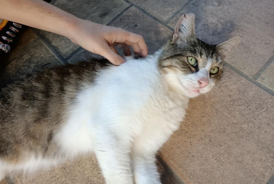 Discovery alert Cat Male , 4 years Saint-Georges-de-Luzençon France Discovery alert Cat Male , 4 years Saint-Georges-de-Luzençon France