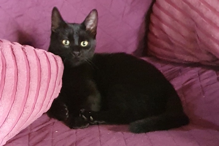 Disappearance alert Cat Male , 1 years Asprières France Disappearance alert Cat Male , 1 years Asprières France