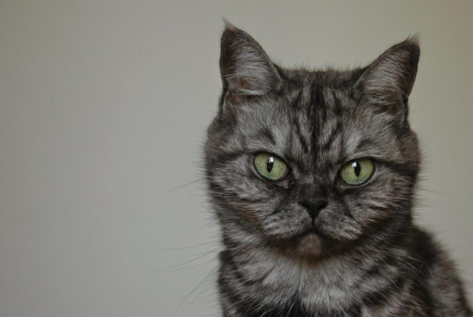 Disappearance alert Cat miscegenation  Female , 14 years Millau France