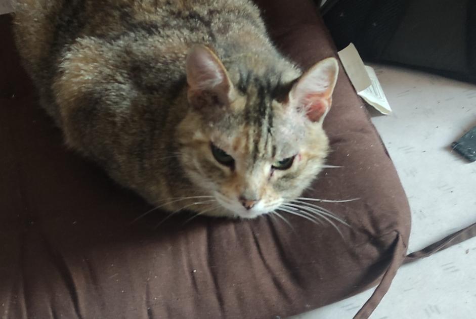 Discovery alert Cat miscegenation  Female , 4 years Sauveterre-de-Rouergue France