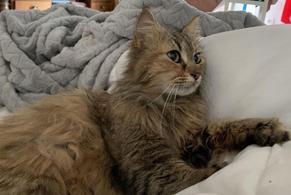 Discovery alert Cat Female Rodez France