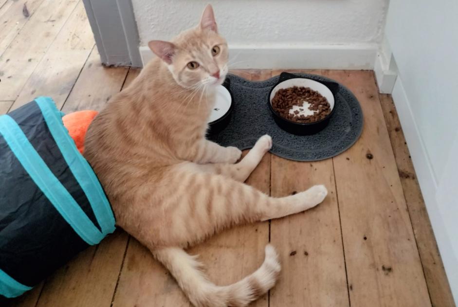 Disappearance alert Cat Male , 1 years Saint-Affrique France Disappearance alert Cat Male , 1 years Saint-Affrique France