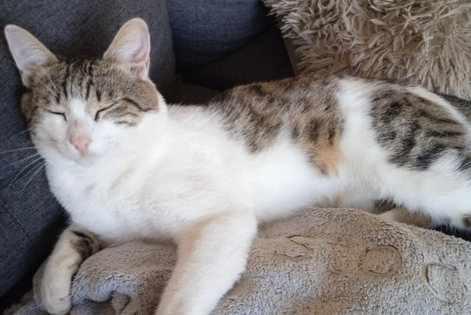 Discovery alert Cat miscegenation Male Connac France Discovery alert Cat miscegenation Male Connac France