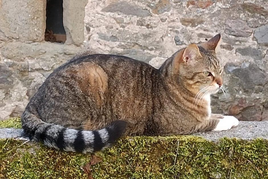Disappearance alert Cat  Male , 12 years Flagnac France