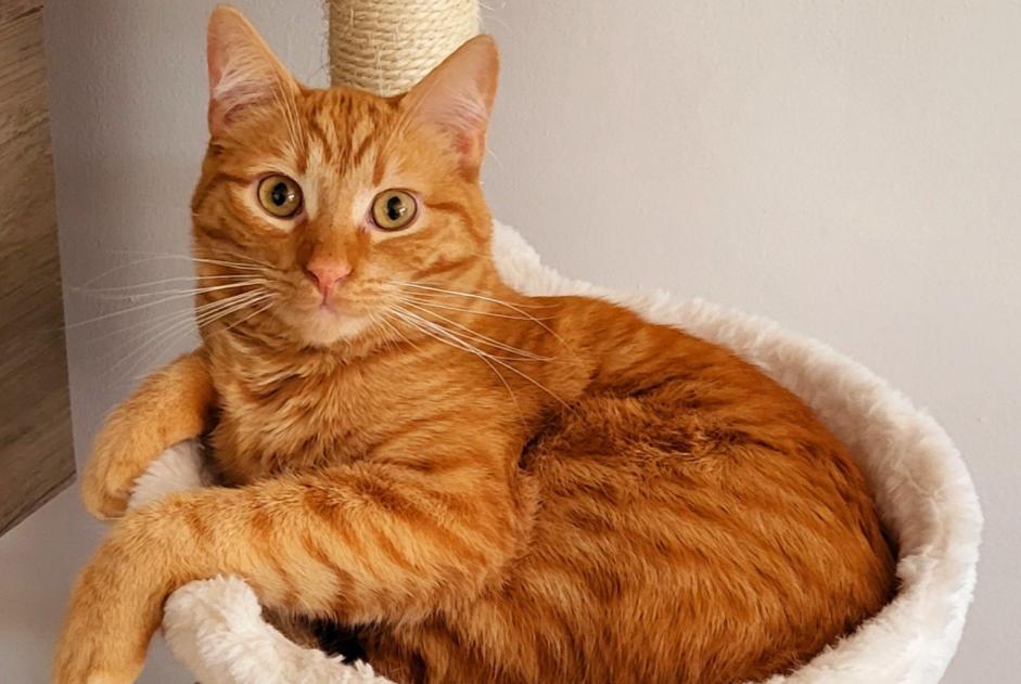 Alerte Disparition Chat Mâle , 1 ans Luc-la-Primaube France Alerte Disparition Chat Mâle , 1 ans Luc-la-Primaube France