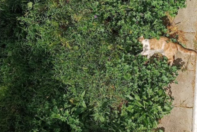 Alerte Découverte Chat croisement Inconnu Onet-le-Château France Alerte Découverte Chat croisement Inconnu Onet-le-Château France