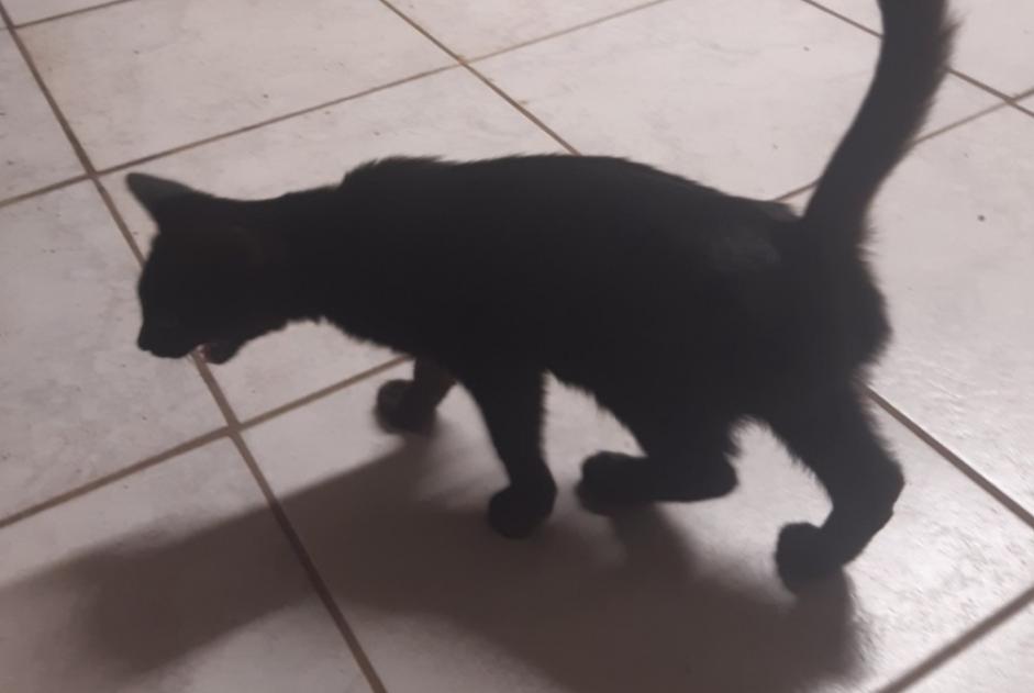 Alerte Découverte Chat Inconnu La Loubière France