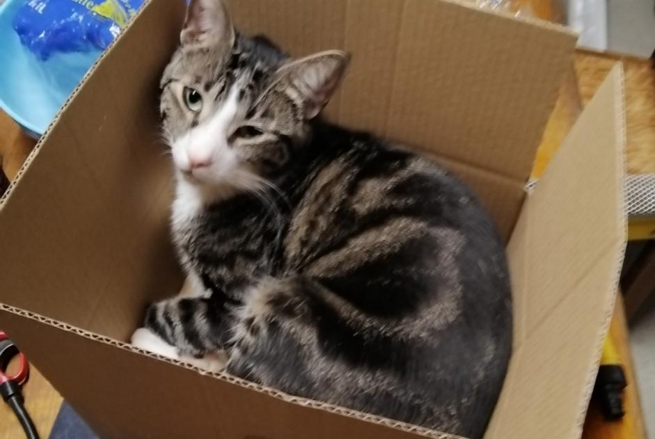 Alerte Disparition Chat Mâle , 2 ans Onet-le-Château France