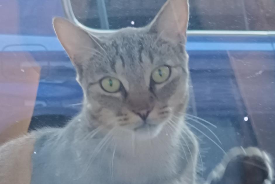 Alerte Découverte Chat Inconnu Saint-Christophe-Vallon France