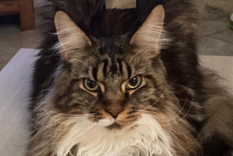 Avviso scomparsa Gatto  Maschio , 5 anni Sévérac-d'Aveyron Francia