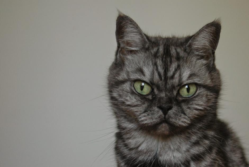 Avviso scomparsa Gatto incrocio di razze  Femmina , 14 anni Millau Francia