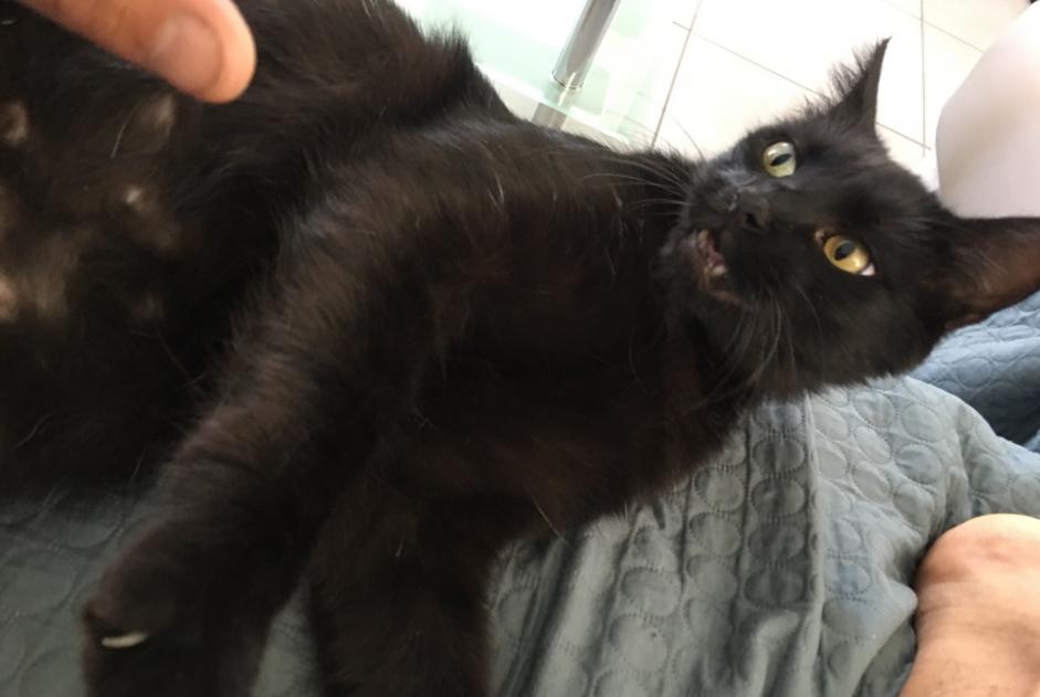 Avviso scomparsa Gatto incrocio di razze  Maschio , 4 anni Saint-Georges-de-Luzençon Francia