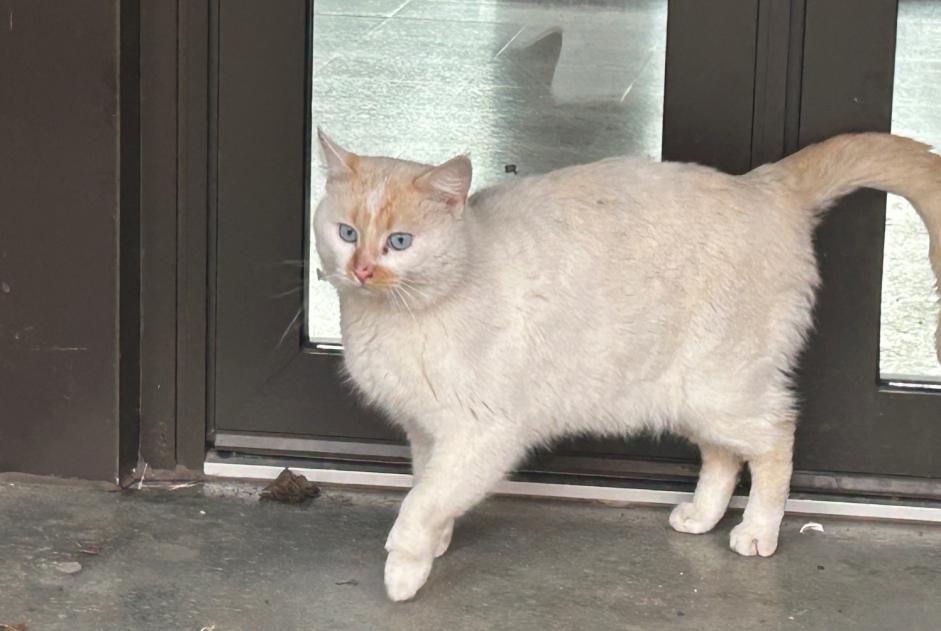 Avviso Ritrovamento Gatto Non conosciuta Millau Francia