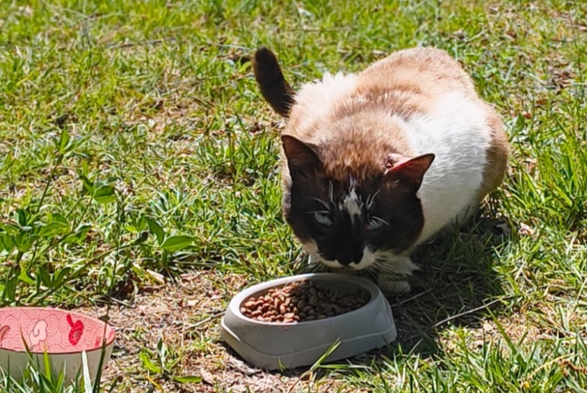 Avviso Ritrovamento Gatto  Maschio Firmi Francia