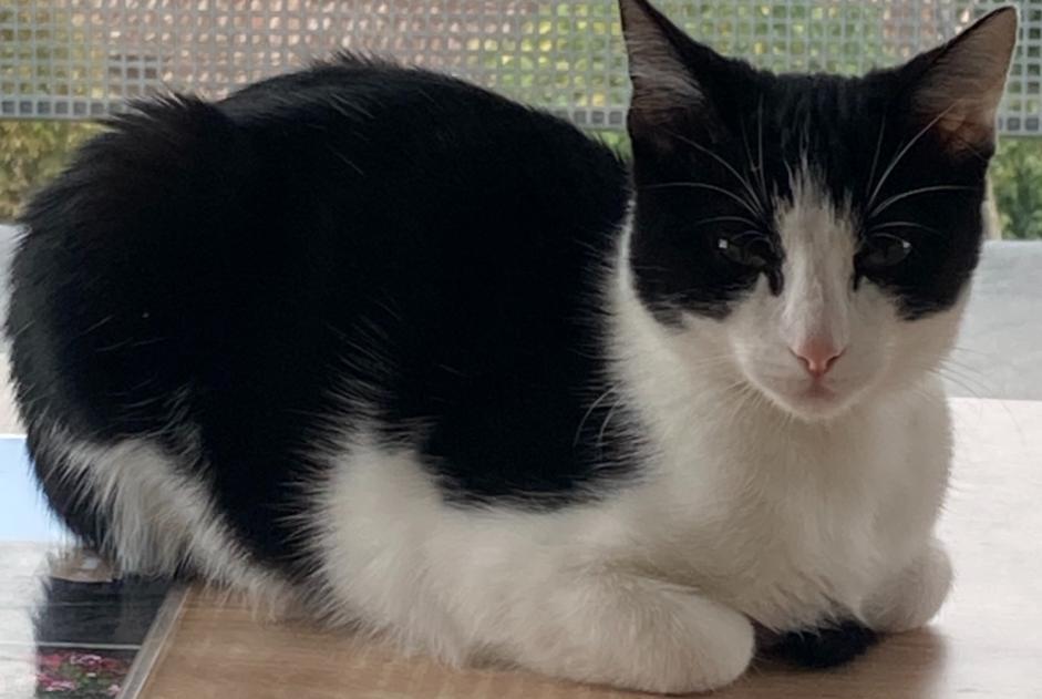 Alerta desaparecimento Gato Fêmea , 1 anos Saint-Affrique France