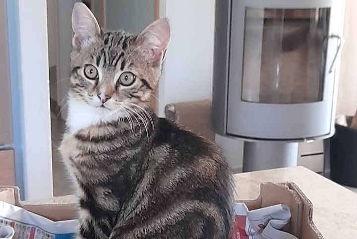 Alerta desaparecimento Gato cruzamento  Macho , 0 anos Calmont France