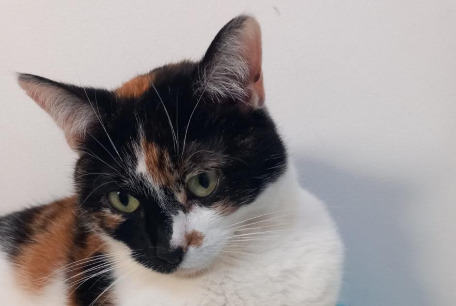 Alerta desaparecimento Gato Fêmea , 8 anos Saint-Georges-de-Luzençon France Alerta desaparecimento Gato Fêmea , 8 anos Saint-Georges-de-Luzençon France