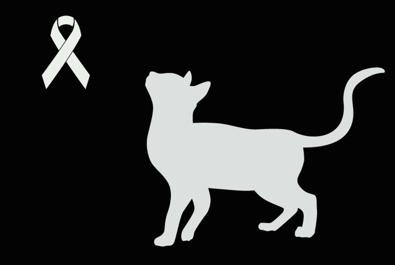 Alerte Découverte Chat croisement  Inconnu Onet-le-Château France